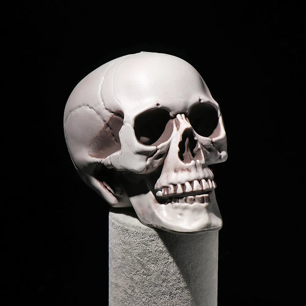 All Size Human Skull Head Skeleton Hanging Skull Halloween Style Photo Prop Home Event Party Decoration Game Supplies