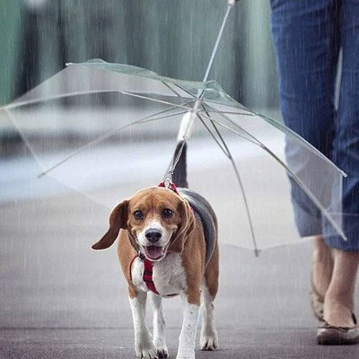 RX pet supplies rain gear umbrella creative traction rope puppy raincoat with chain Tidi Bear small dog